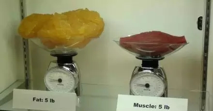 脂肪：肌肉，胖子：瘦子，看完你就明白了！