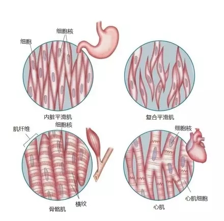脂肪：肌肉，胖子：瘦子，看完你就明白了！
