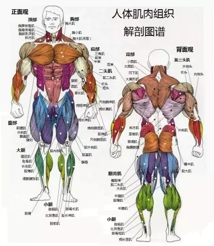 脂肪：肌肉，胖子：瘦子，看完你就明白了！