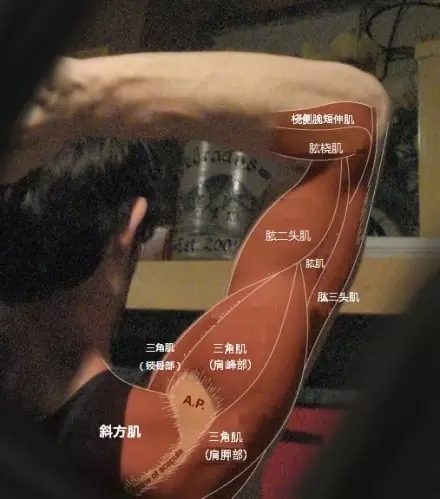 脂肪：肌肉，胖子：瘦子，看完你就明白了！
